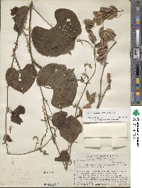 Dioscorea carpomaculata image