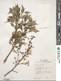 Prunus syodoi image