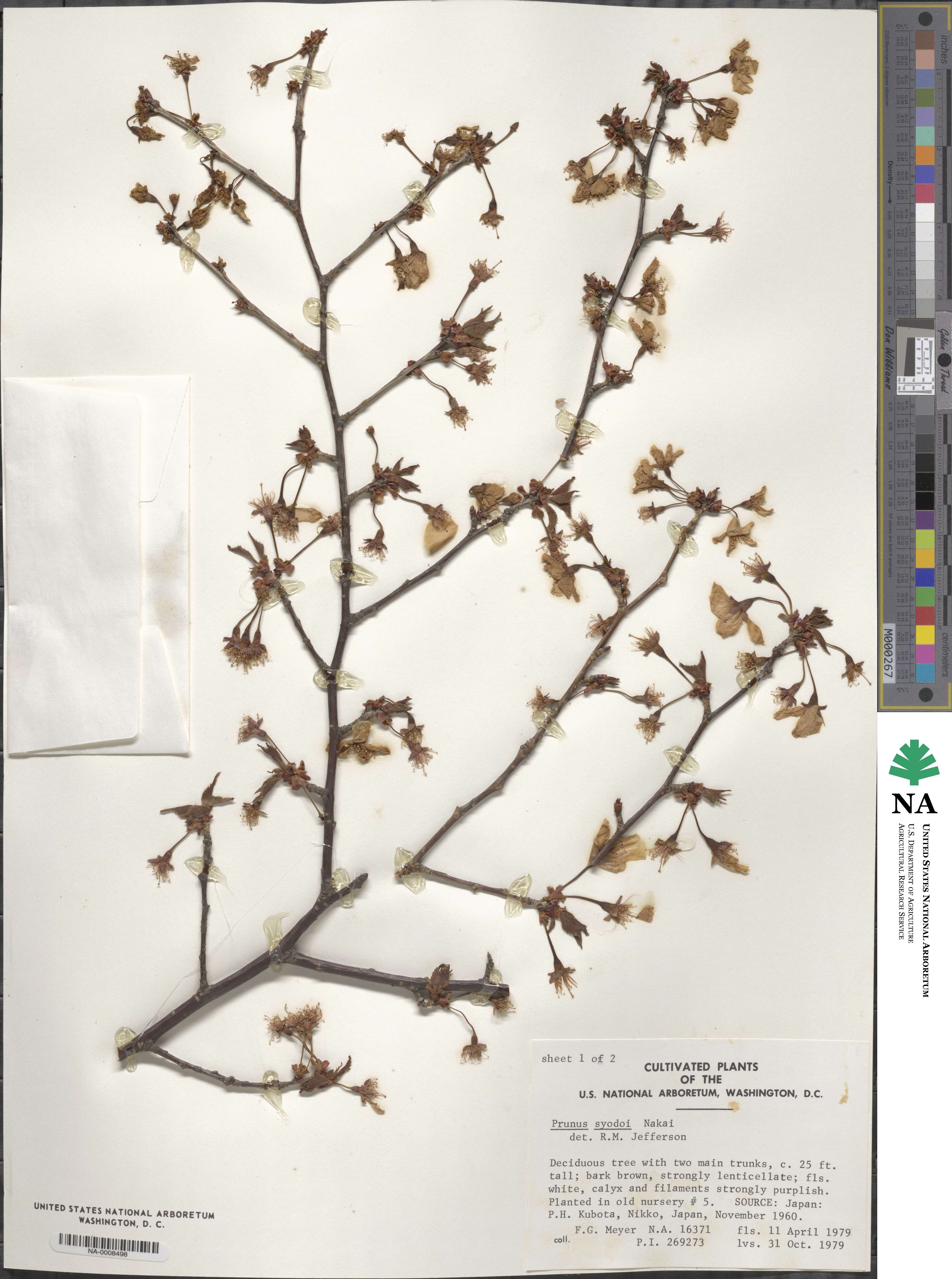 Prunus syodoi image