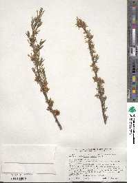 Prunus tenella image