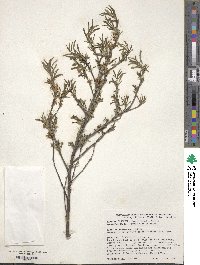 Prunus tenella image