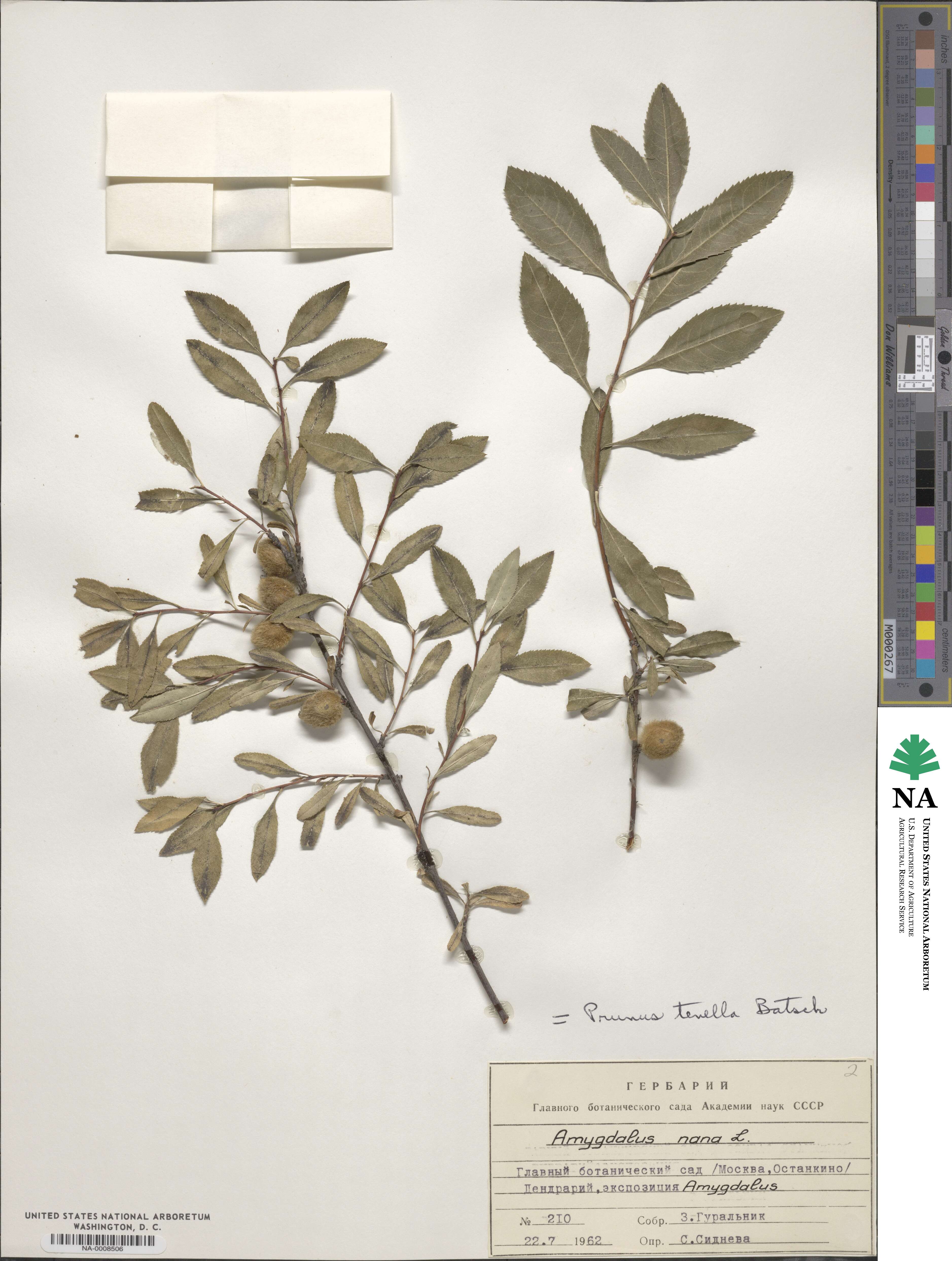 Prunus tenella image