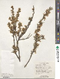 Prunus tenella image