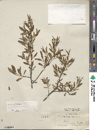 Prunus tenella image