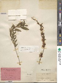 Prunus tenella image