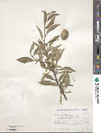 Prunus tenella image