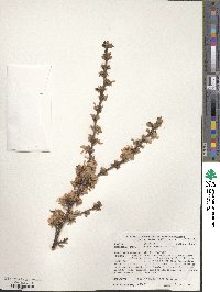 Prunus tomentosa image