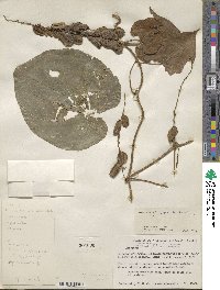 Dioscorea cymosula image