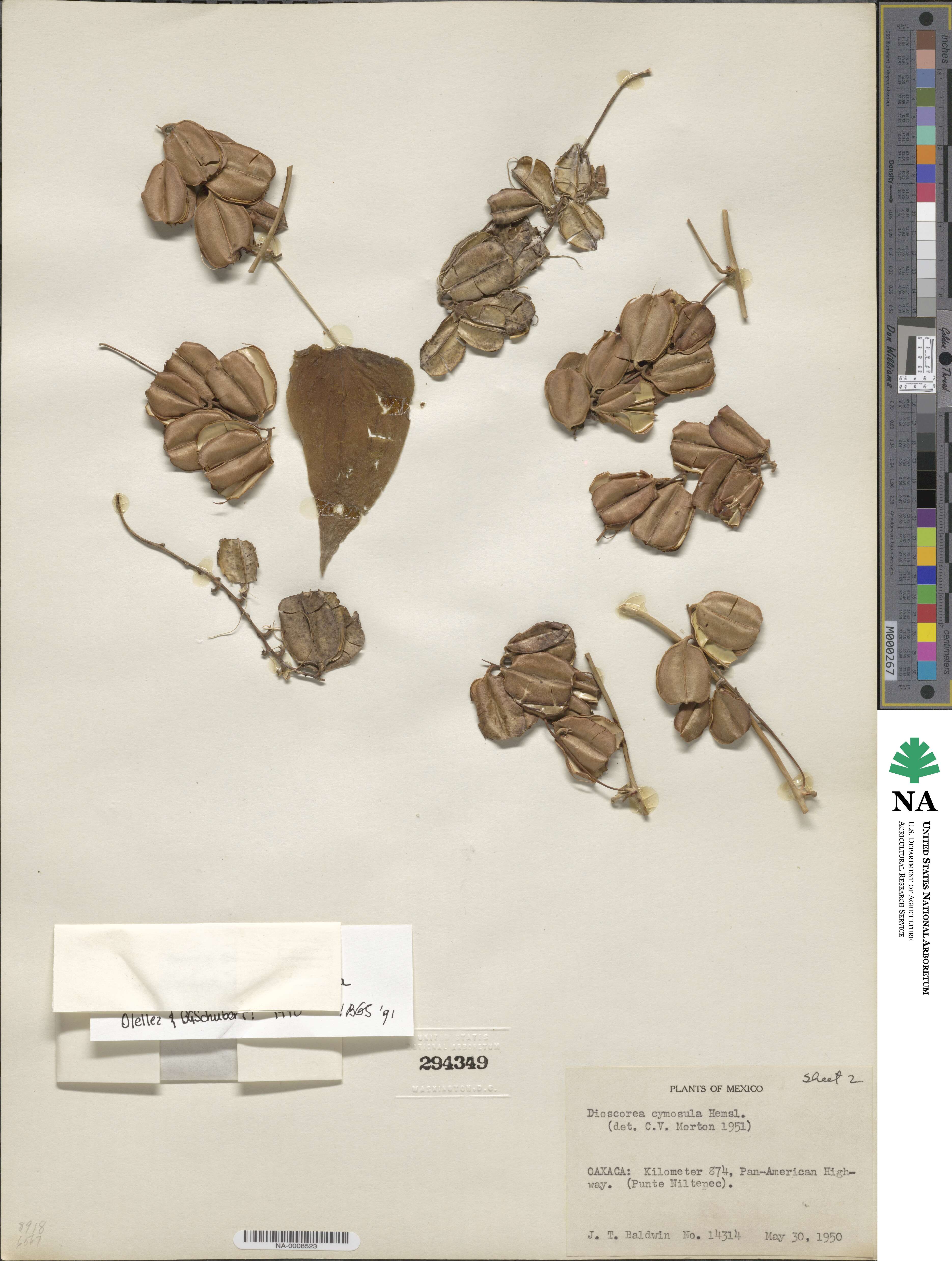 Dioscorea subtomentosa image