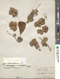 Dioscorea subtomentosa image