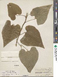 Dioscorea subtomentosa image