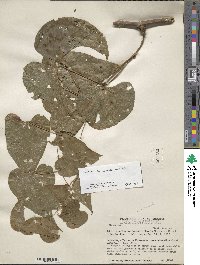 Dioscorea cymosula image