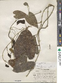 Dioscorea spiculiflora var. spiculiflora image