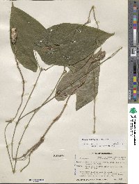 Dioscorea floribunda image