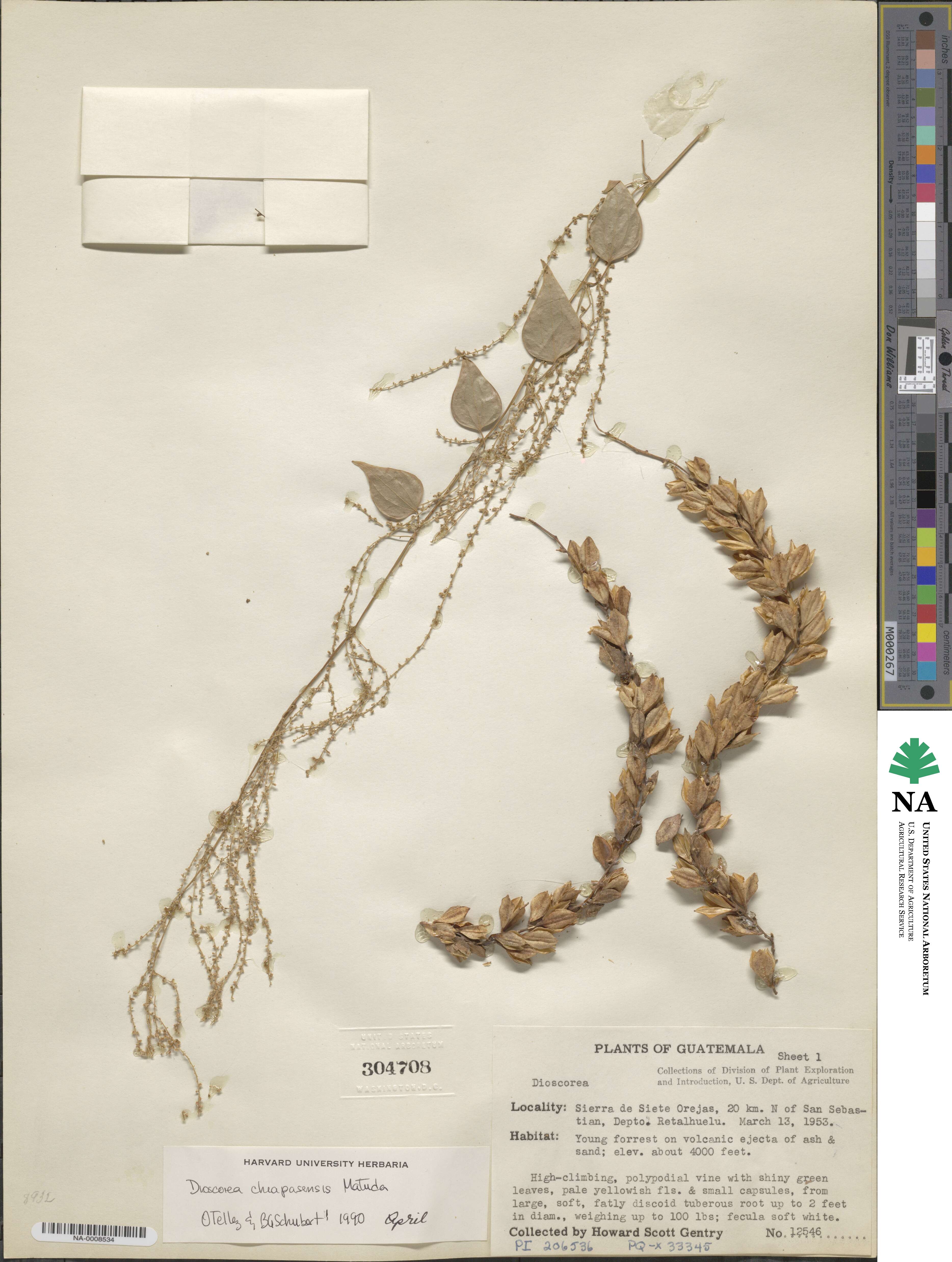 Dioscorea chiapasensis image