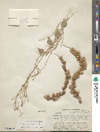 Image of Dioscorea chiapasensis