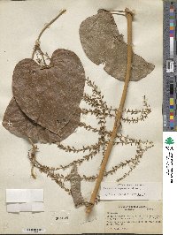 Dioscorea chiapasensis image