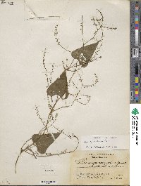 Dioscorea convolvulacea image