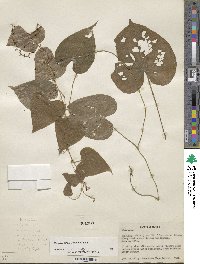 Dioscorea convolvulacea image