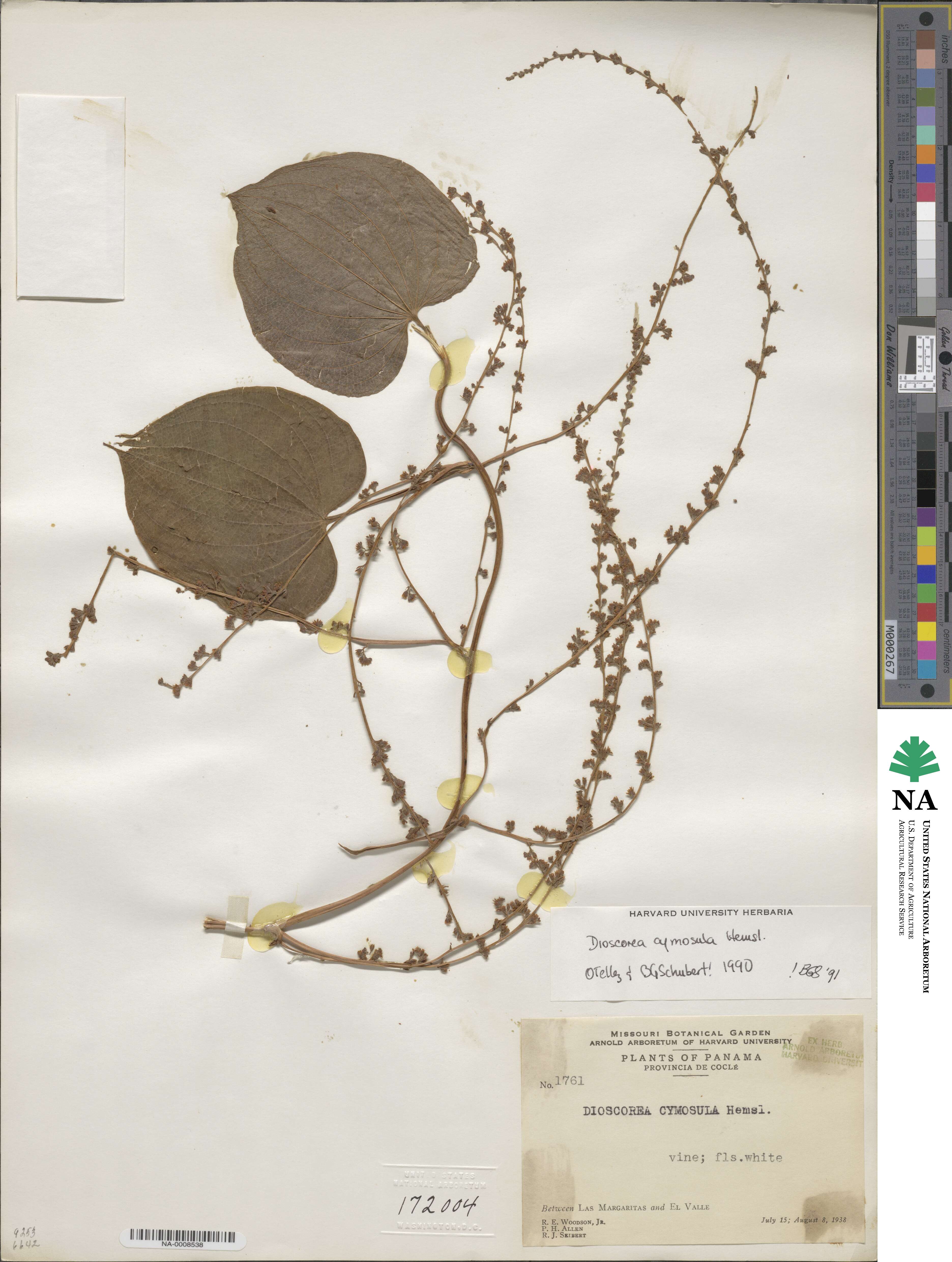 Dioscorea cymosula image