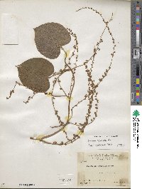 Dioscorea cymosula image