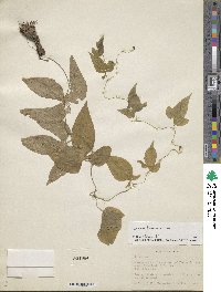 Dioscorea liebmannii image