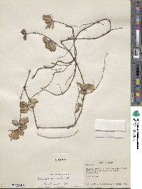 Dioscorea convolvulacea image