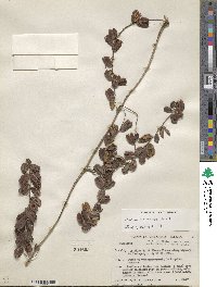 Dioscorea convolvulacea image