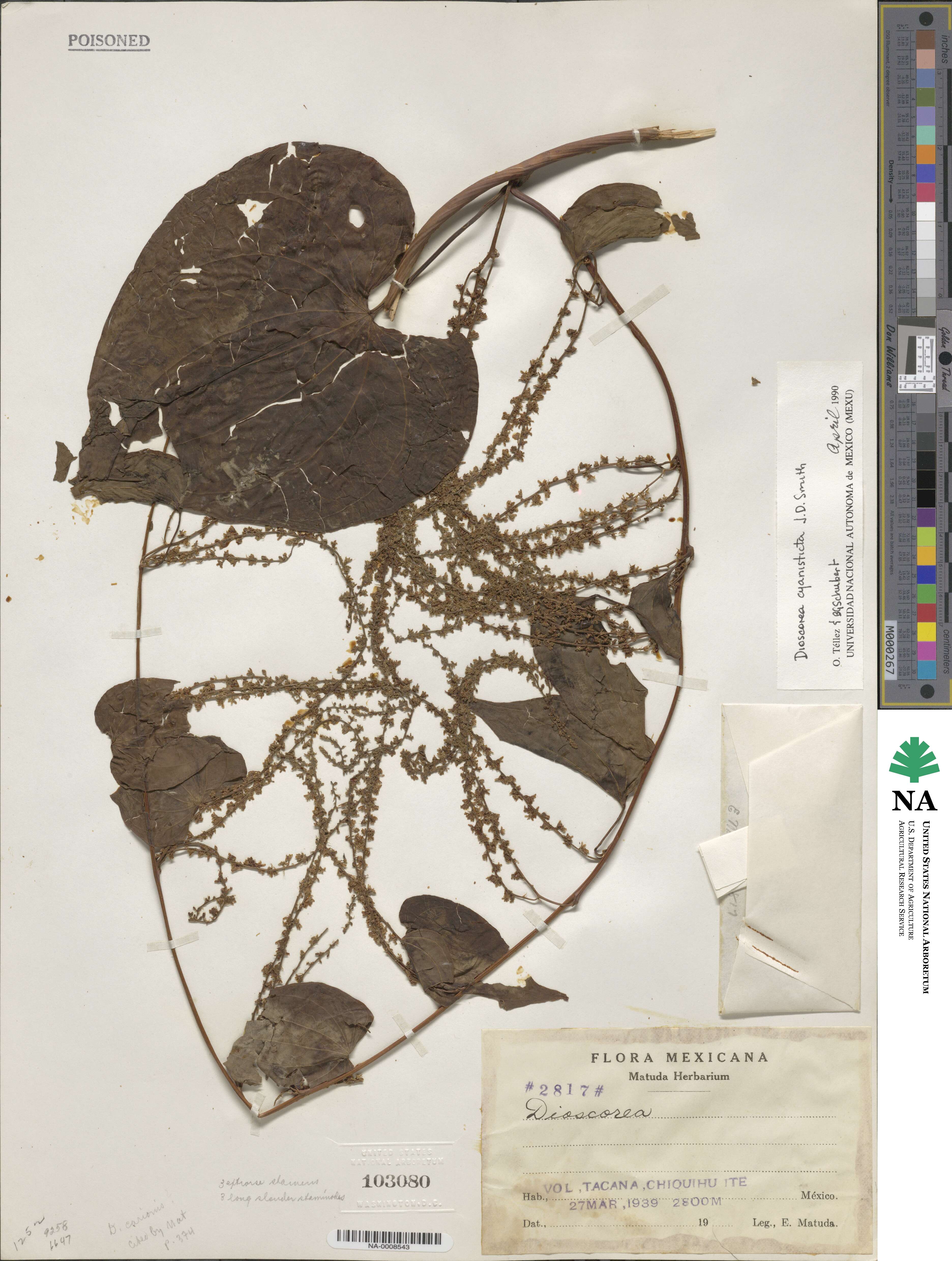 Dioscorea cyanisticta image