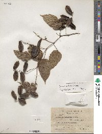 Dioscorea bartlettii image