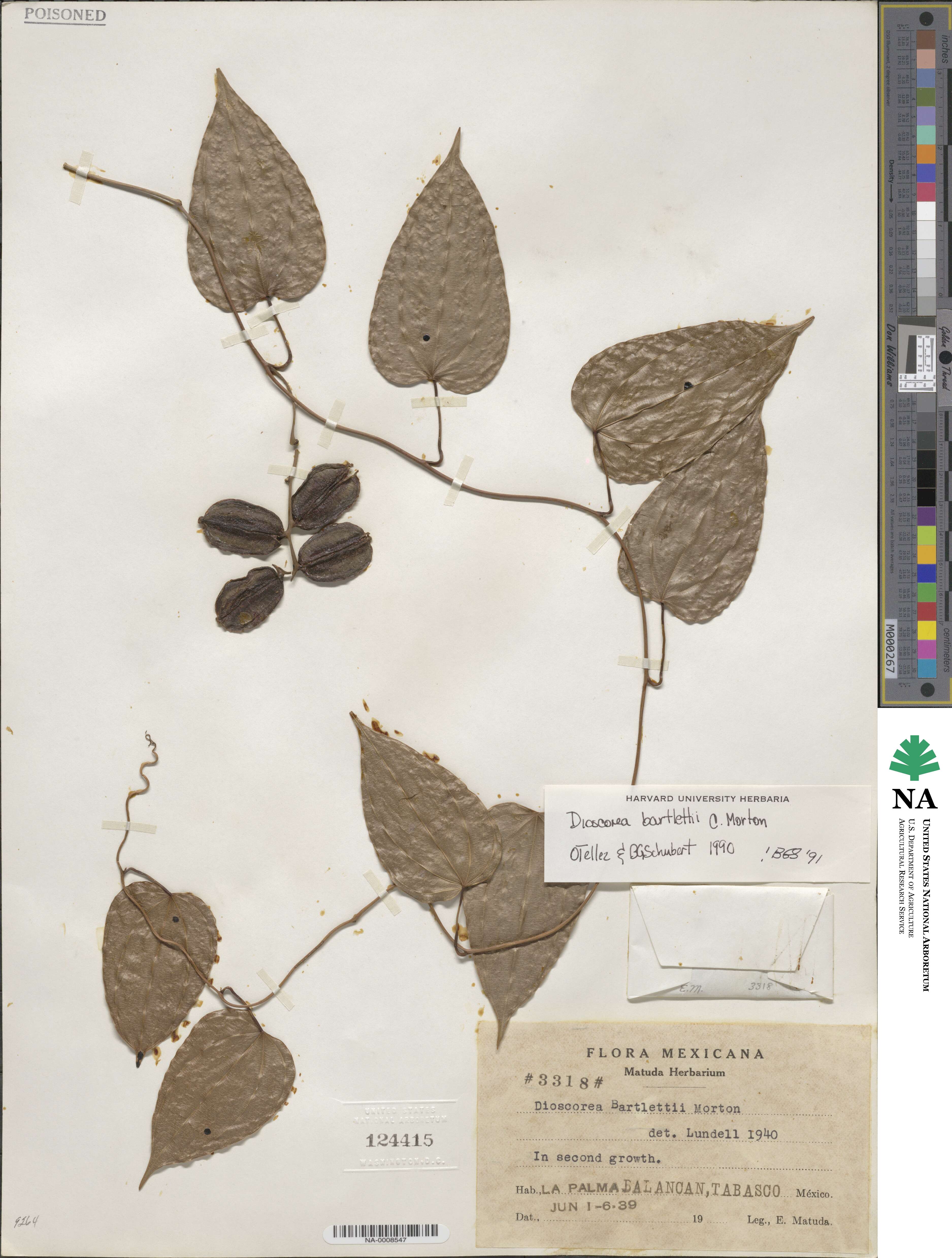 Dioscorea bartlettii image