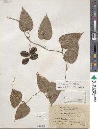 Dioscorea bartlettii image