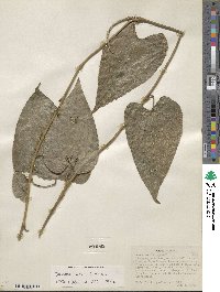 Dioscorea bartlettii image