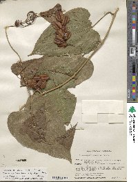 Dioscorea composita image