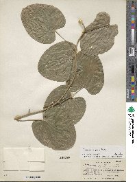 Dioscorea composita image