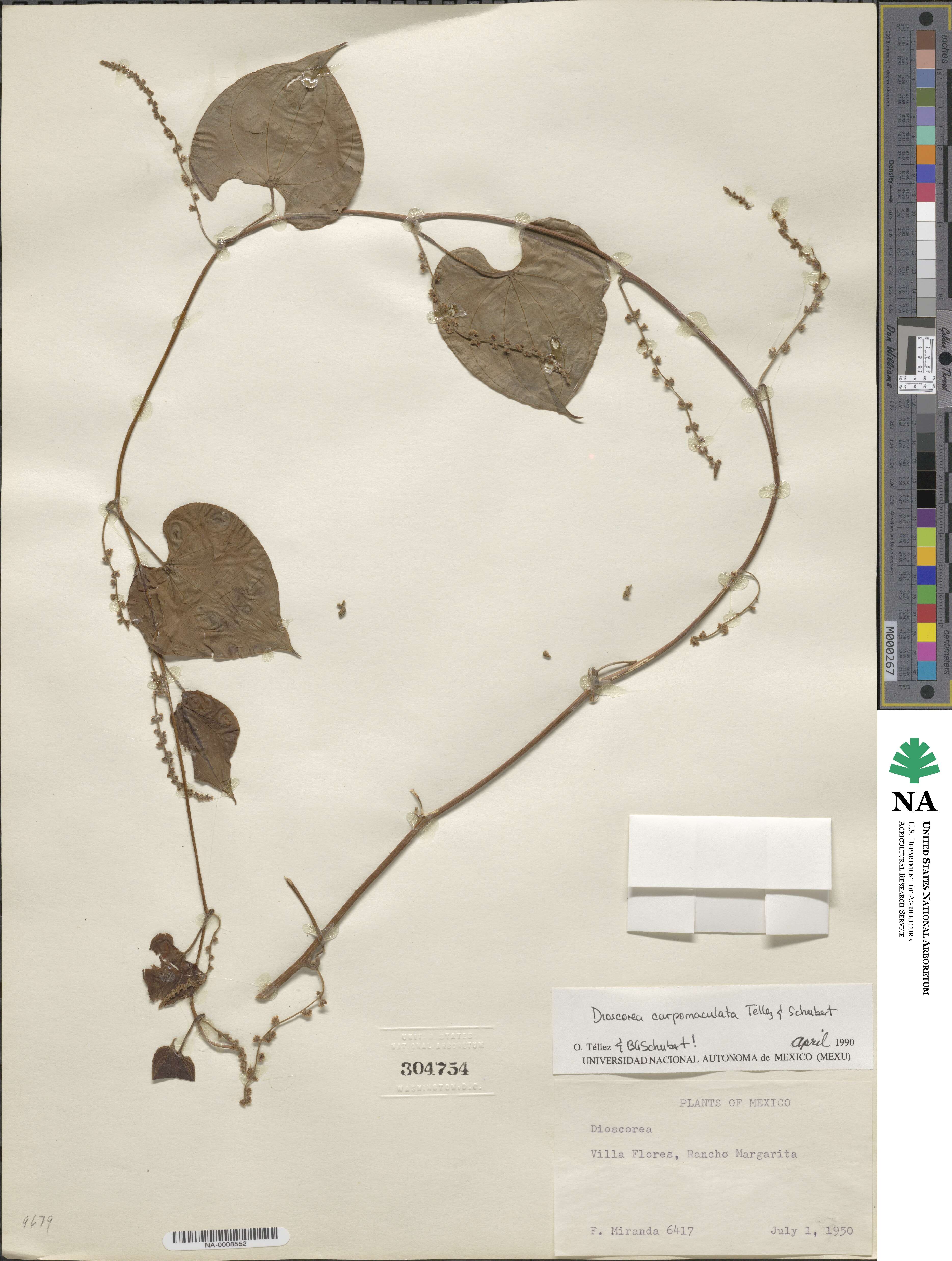 Dioscorea carpomaculata image