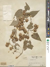 Dioscorea villosa image