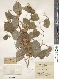 Dioscorea villosa image