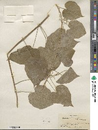 Dioscorea villosa image