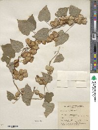 Dioscorea villosa image