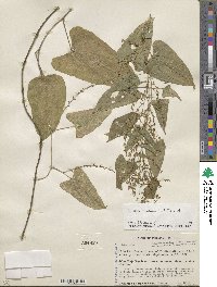 Dioscorea floribunda image