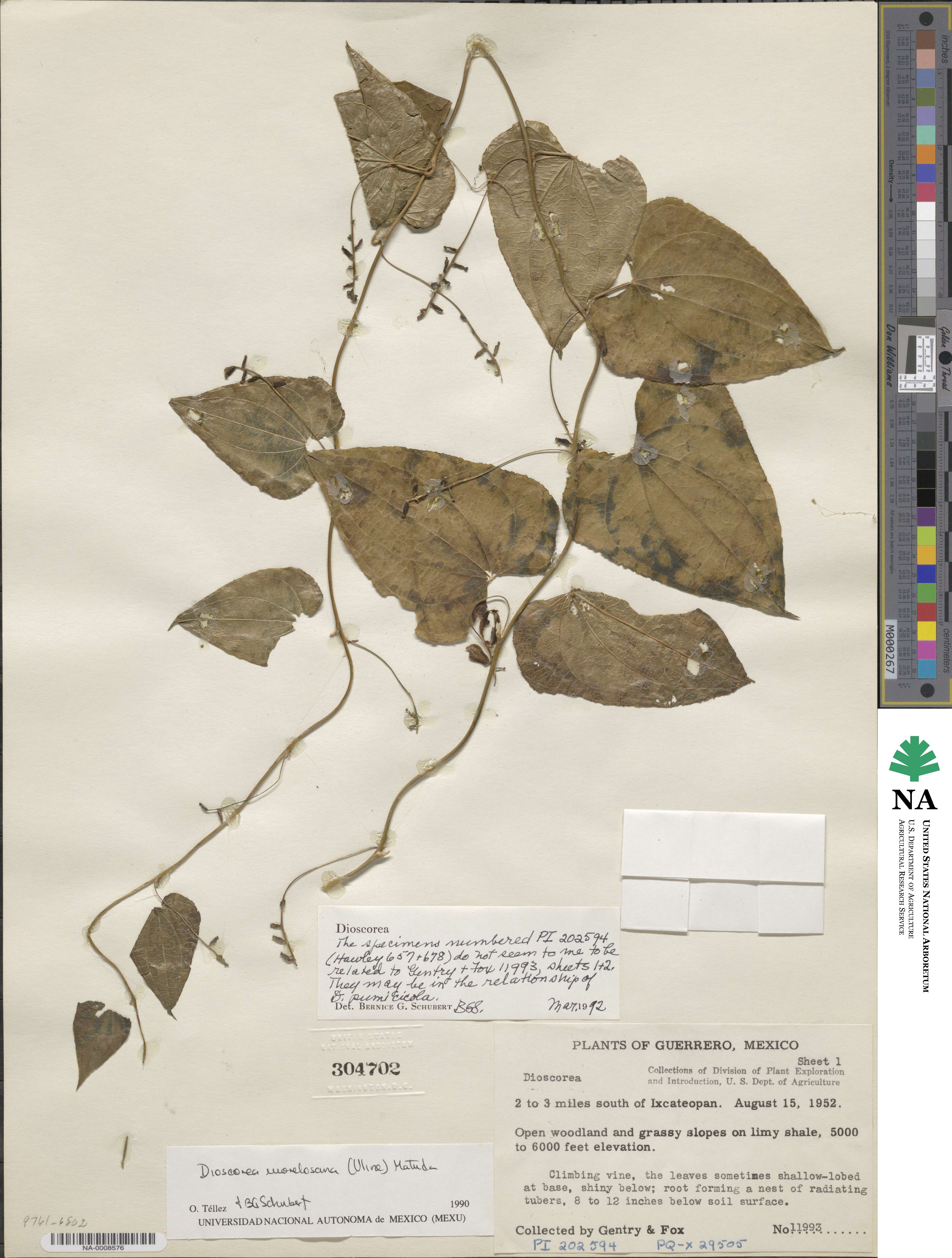 Dioscorea morelosana image