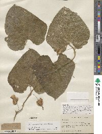 Dioscorea morelosana image