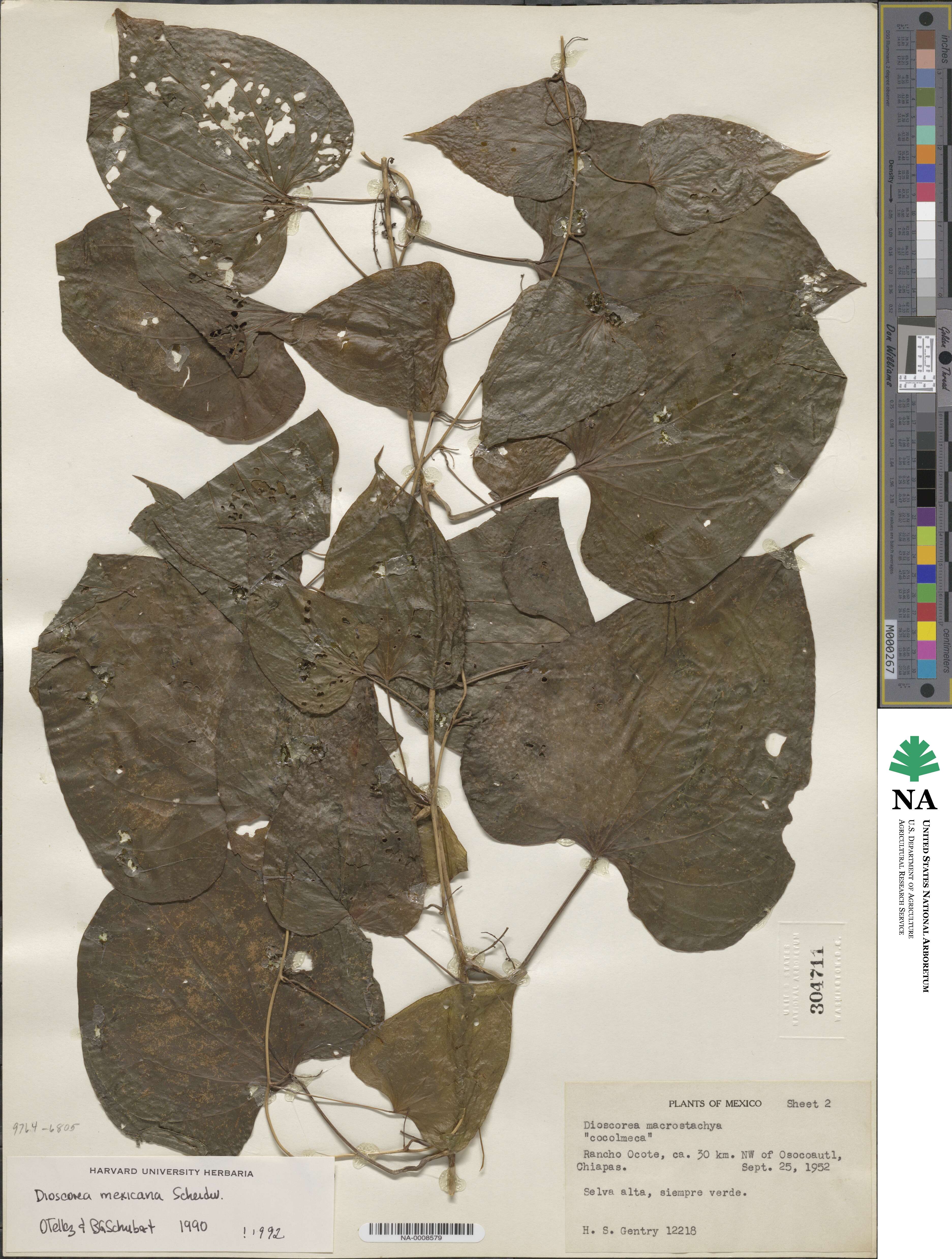 Dioscorea mexicana image