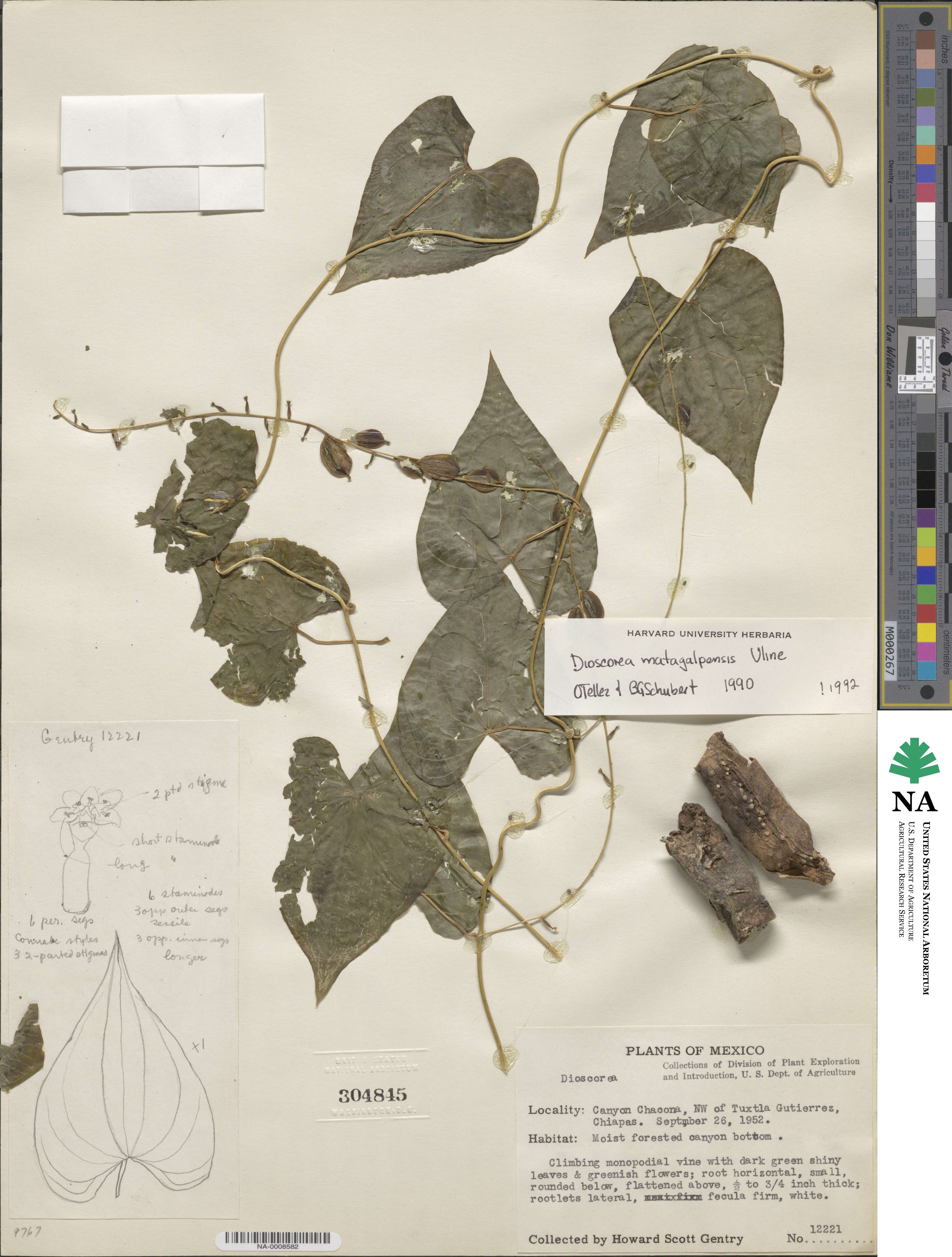 Dioscorea matagalpensis image