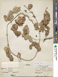 Dioscorea subtomentosa image