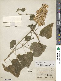 Dioscorea subtomentosa image