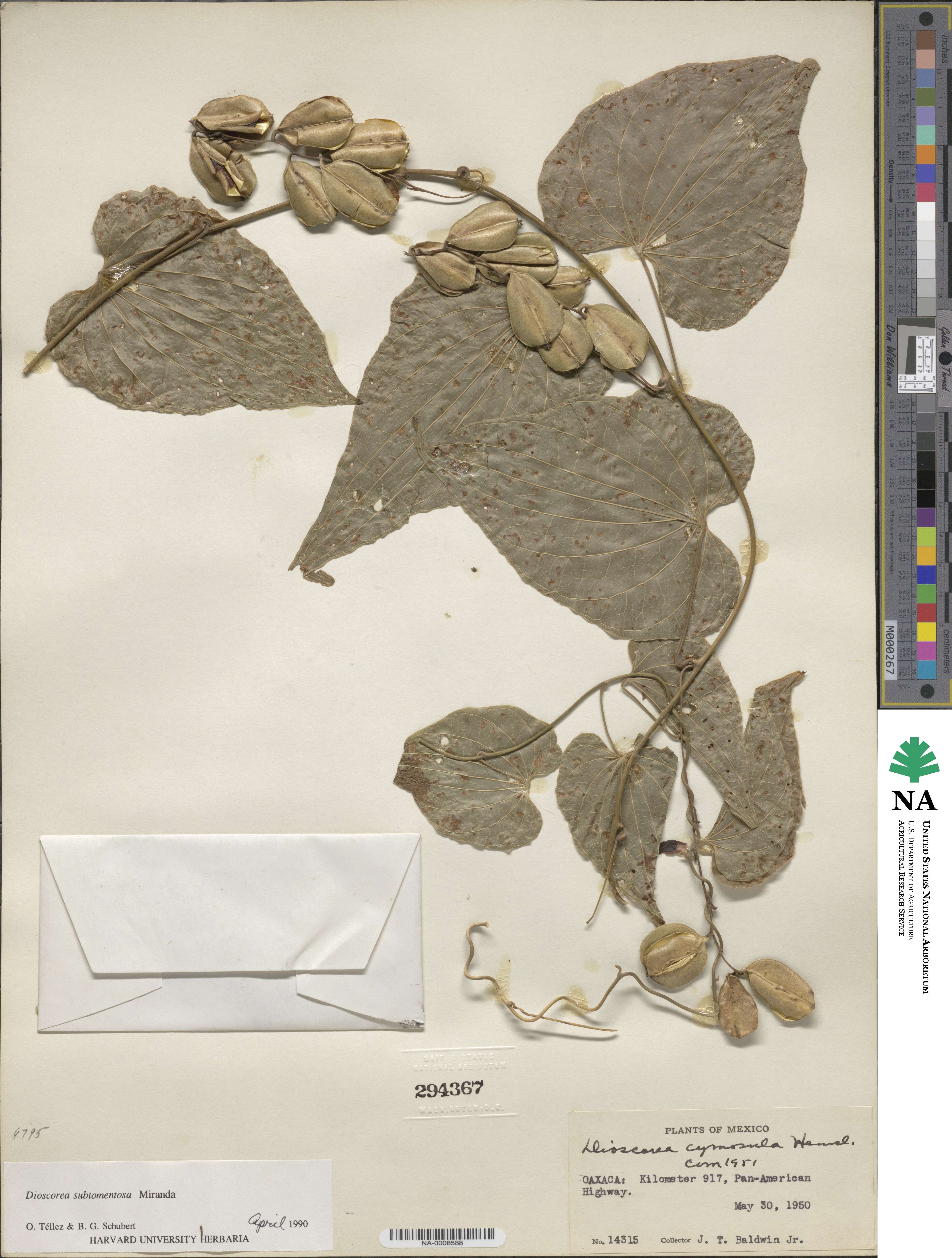 Dioscorea subtomentosa image