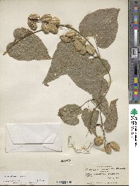 Dioscorea subtomentosa image