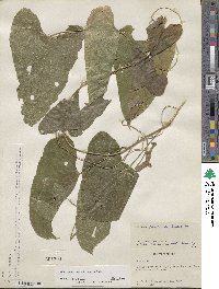 Dioscorea floribunda image